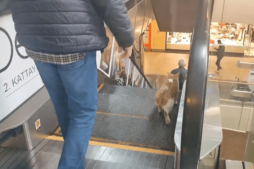 出所：@nekosanpoch