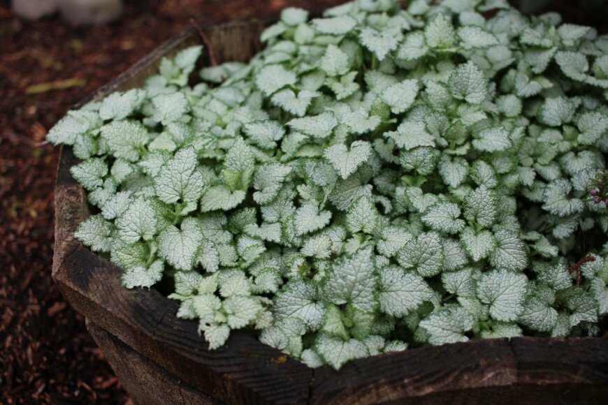 SANLYN/shutterstock.com