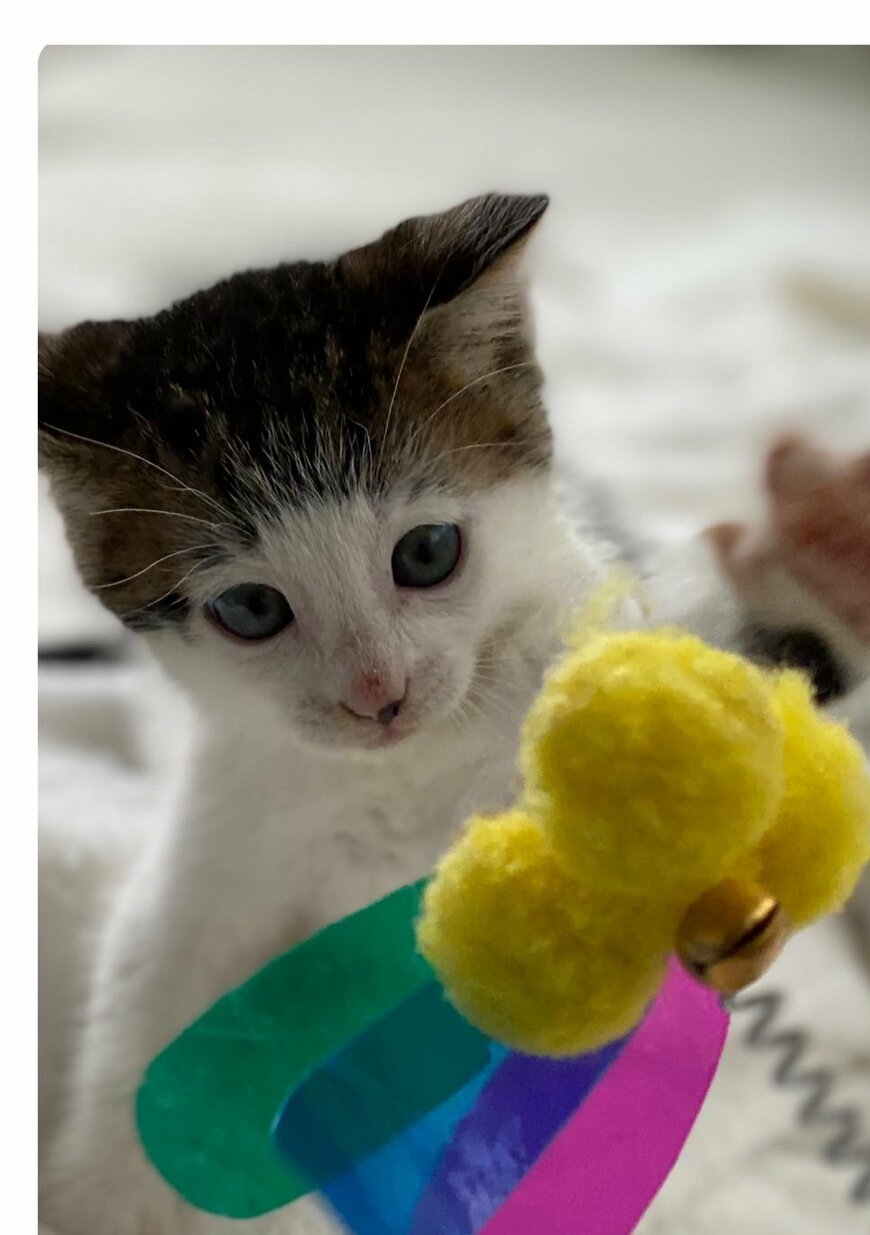 出所：@Saeroyi_cat