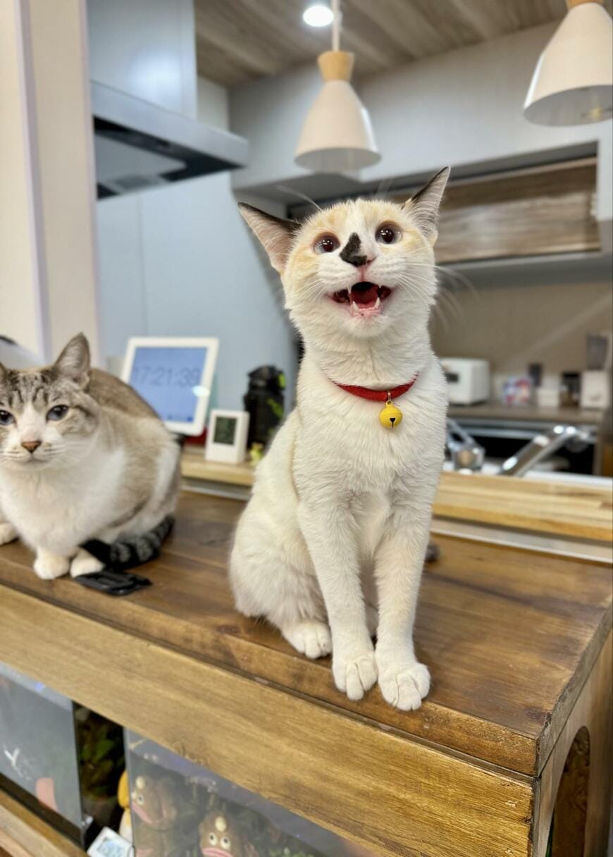 「抱っこ大好き」4ヶ月の保護子猫　とうとう「定位置」となった場所が話題に……