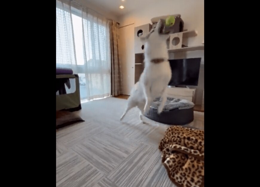 出所：@Livewithhusky