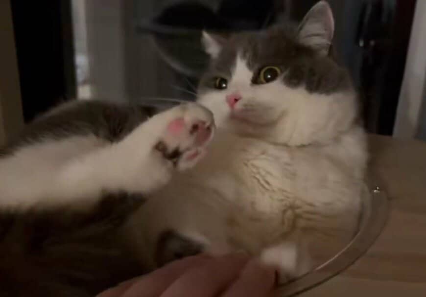 出所：@brimochi222