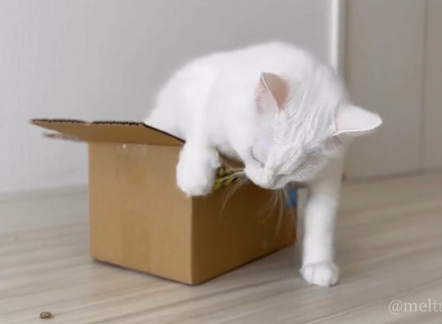 出所：@meltube_cat