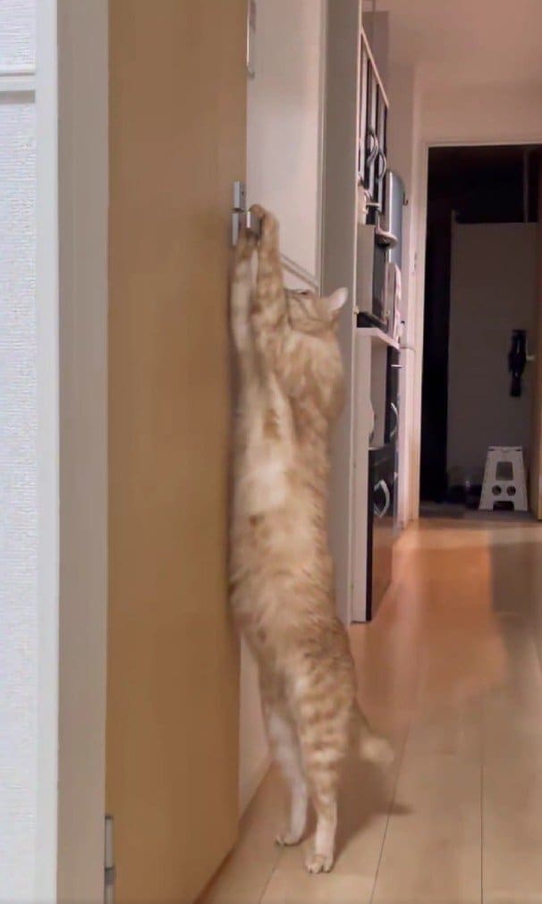 出所：＠Teagle_Noir