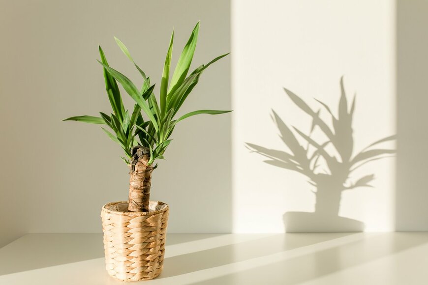 K.Decor/Shutterstock.com