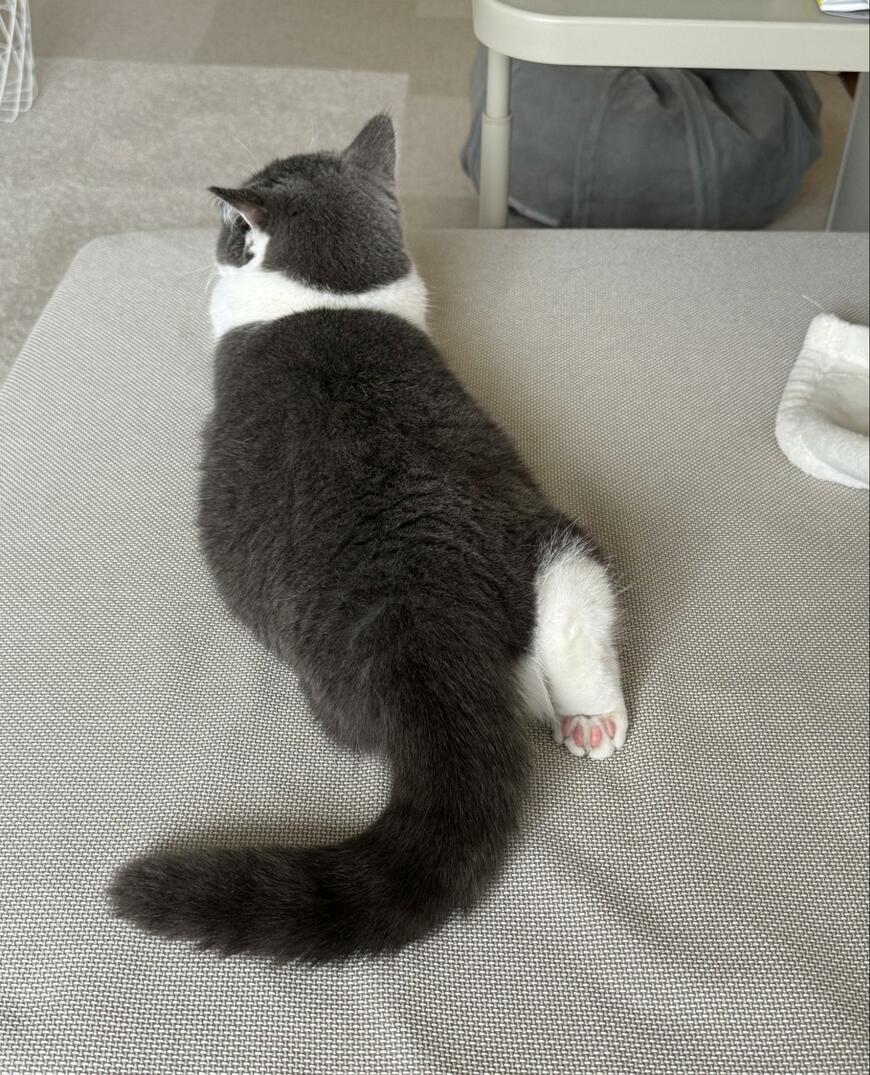 出所：@omochiomoching