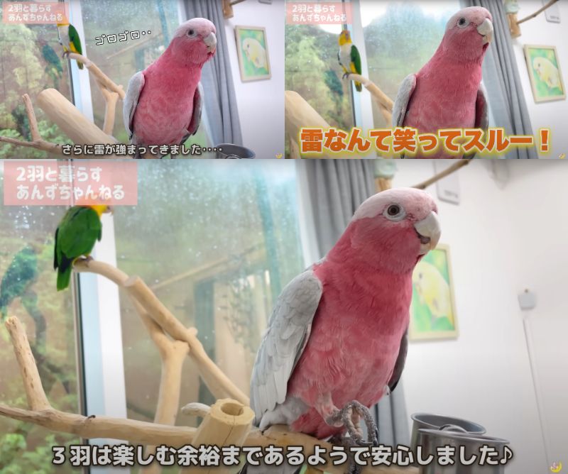 出所：@anz_omomiri