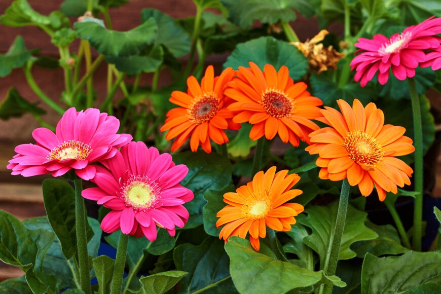 Horst-Koenemund/shutterstock.com