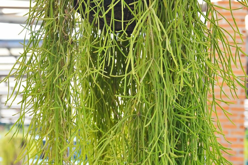 khuruzero/Shutterstock.com