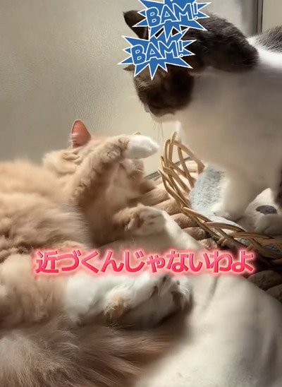 出所：＠nikoandkotatorowasabi