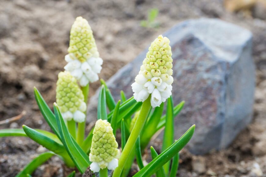 Kristyna Henkeova/shutterstock.com