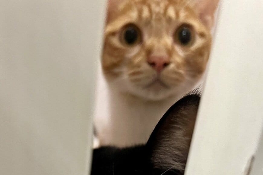 12時ジャストに部屋のドアを開けてみると…　待ち構えていた「猫たちの様子」が話題に