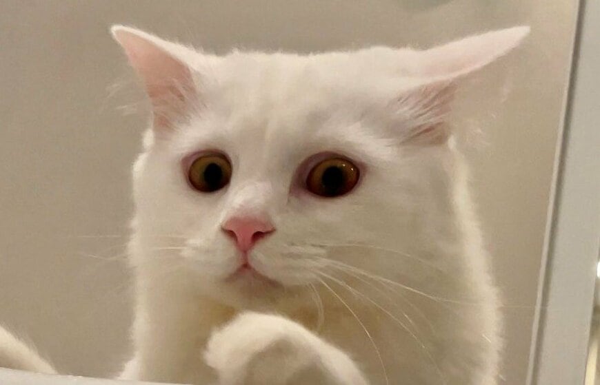 出所：@meltube_cat