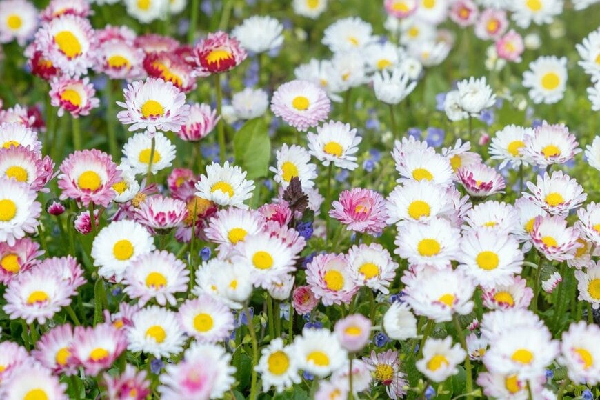 Rasa Petreikiene/istockphoto.com