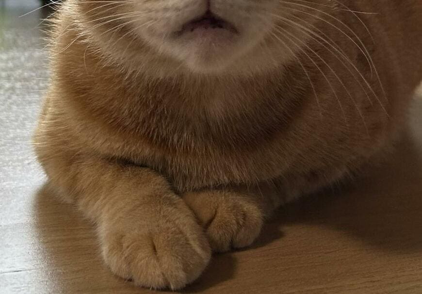 出所：@Beercat_Ana_Dar