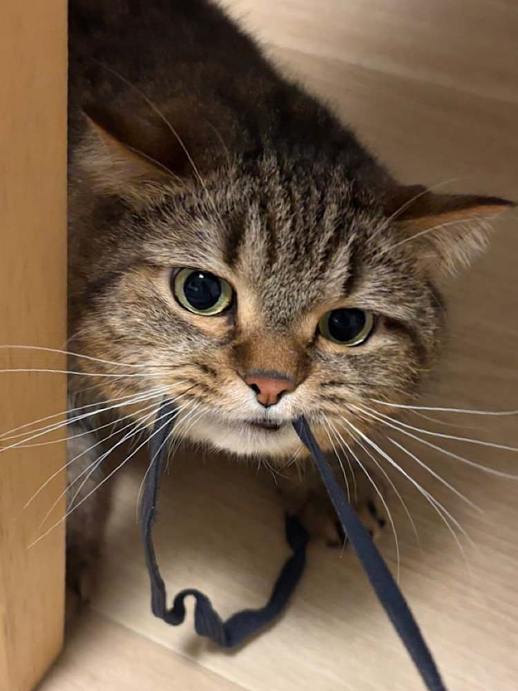 出所：@donguri_manch