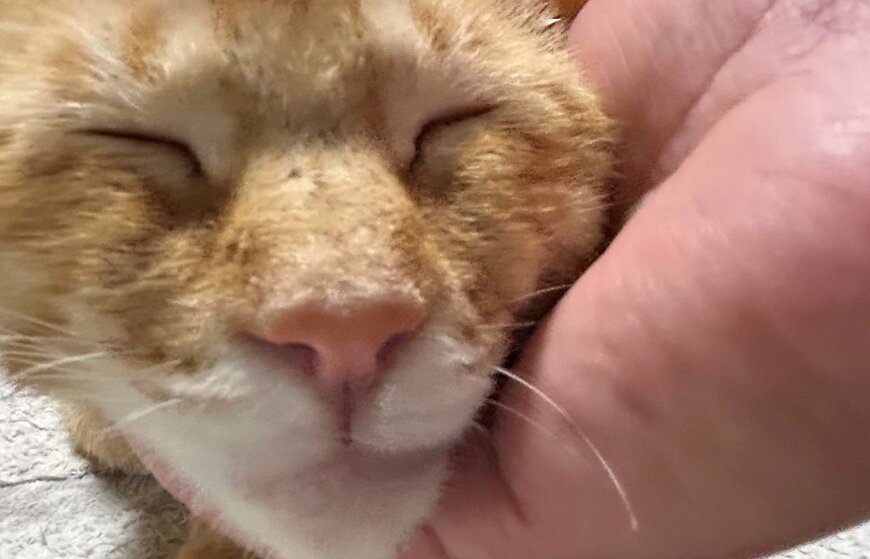 出所：@Beercat_Ana_Dar