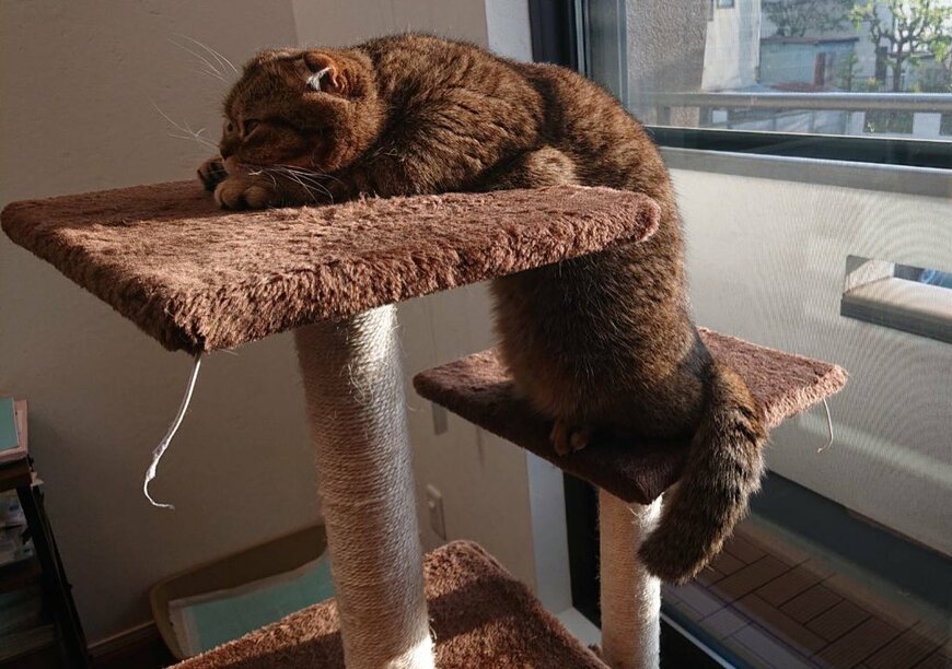 出所：@ponpokopontanu