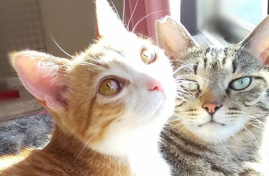 出所：@mero627puri914