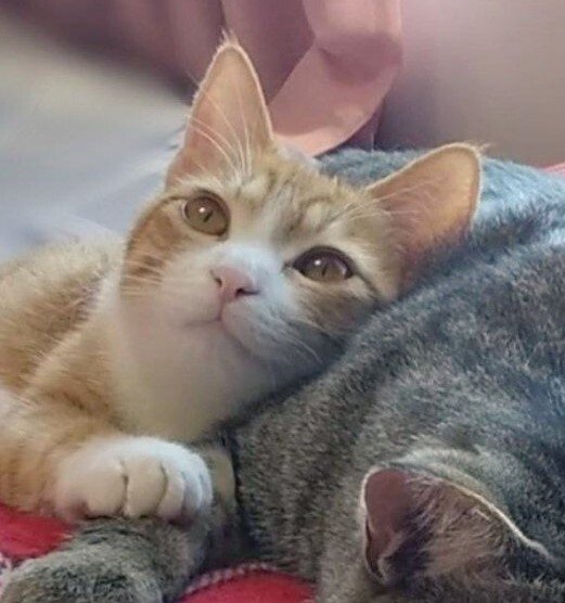 出所：@mero627puri914