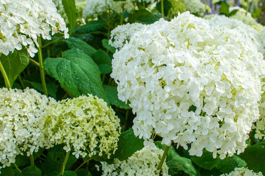 Havana1234/istockphoto.com