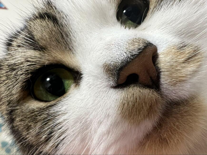 出所：@torotolo106106