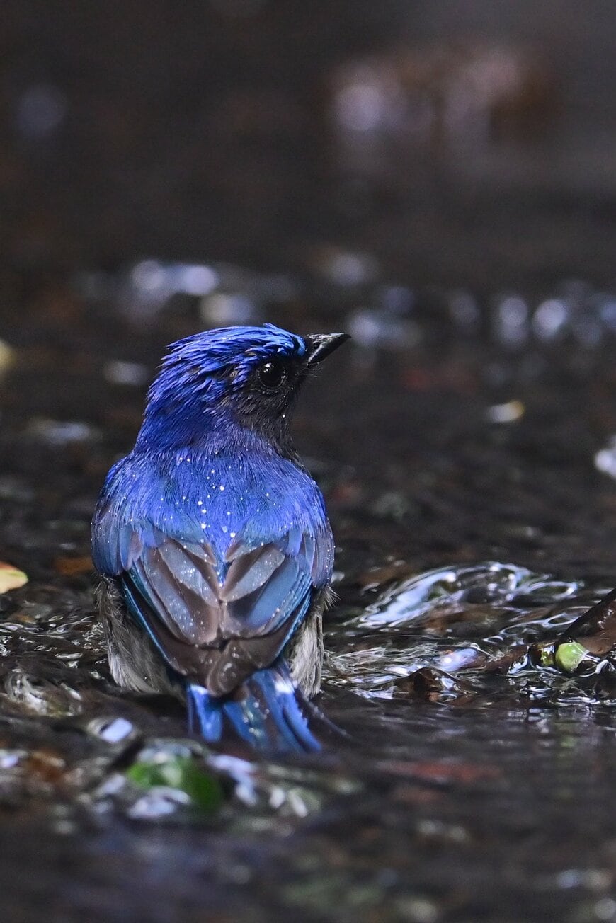 水浴び中のオオルリ