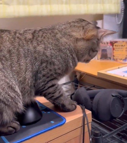 座ろうとする猫