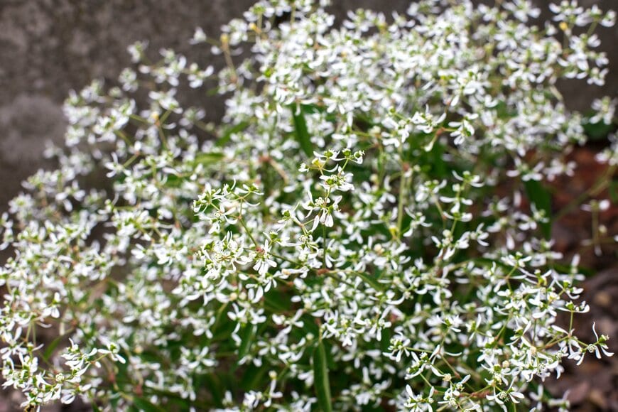 白い小花を咲かせている、ユーフォルビア・ダイアモンドフロスト