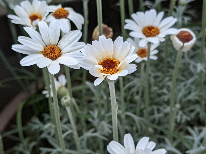 ローダンセマムの花の写真