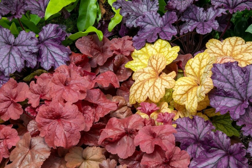 紫、えんじ色、黄色の葉をもつヒューケラ