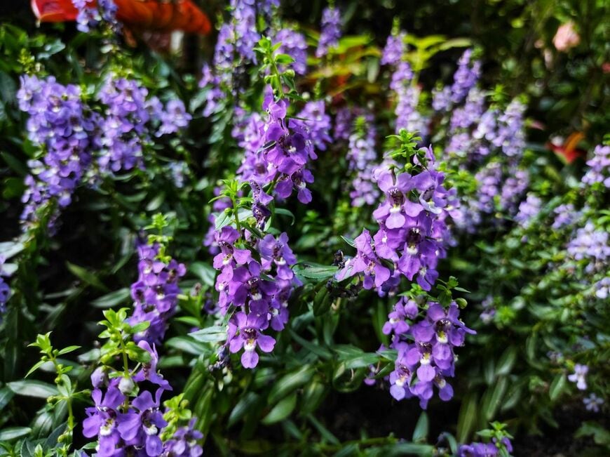 紫のアンゲロニアの花