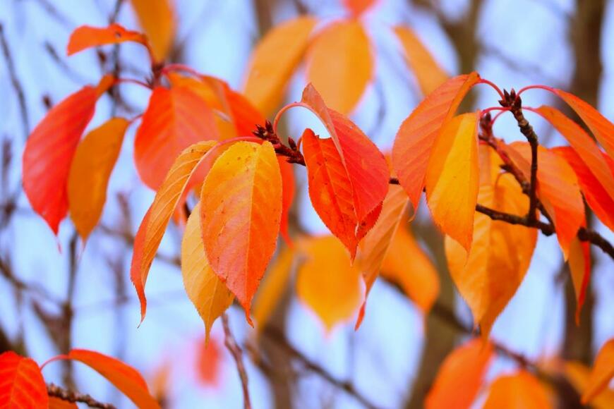 サクラの木。紅葉している