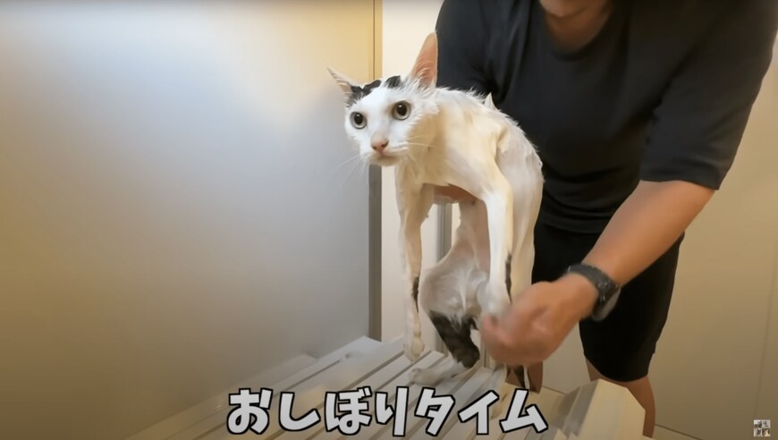 シャンプーするムキムキ猫ちゃん