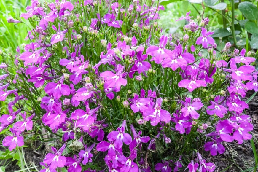 ロベリアの花。色は濃いピンク。