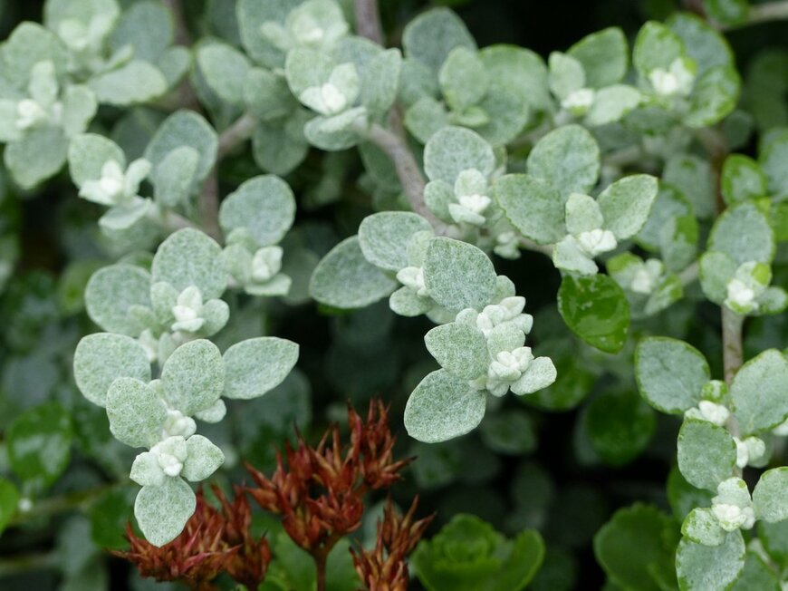 白い綿毛に覆われた、ヘリクリサム・ペティオラレの葉