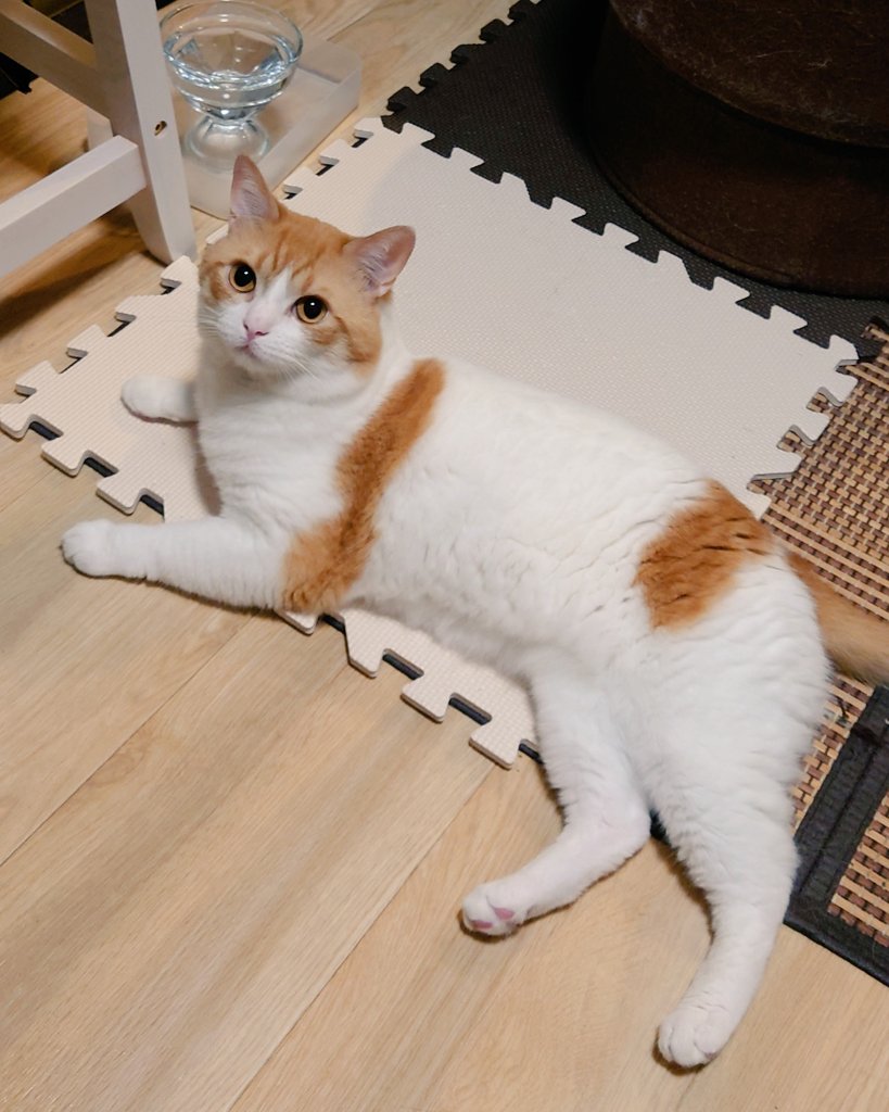 キュートな猫