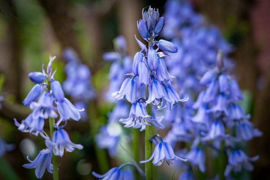 ヒアシンソイデスの花が咲いている。色はブルー、すっと伸びた茎にベル型の花が咲いている。