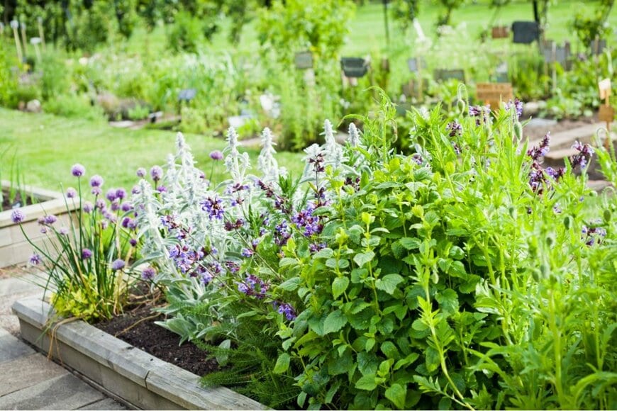 ローズマリーやミントなど、様々なハーブが植えられた庭