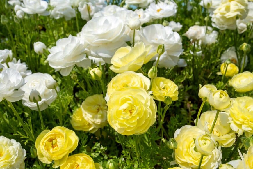 ラナンキュラス