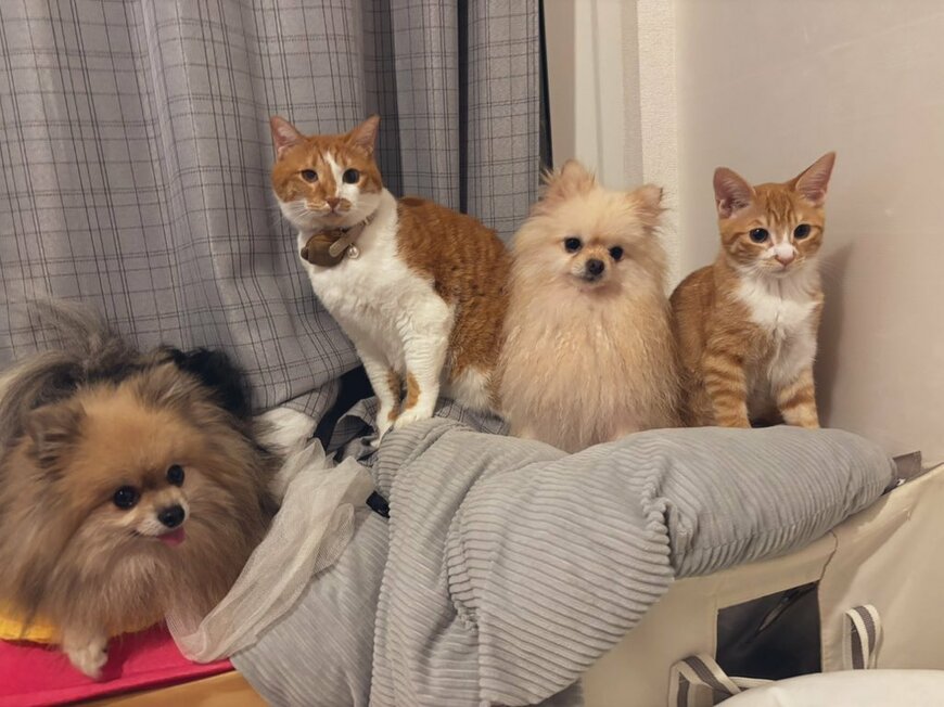 かわいらしい猫と犬