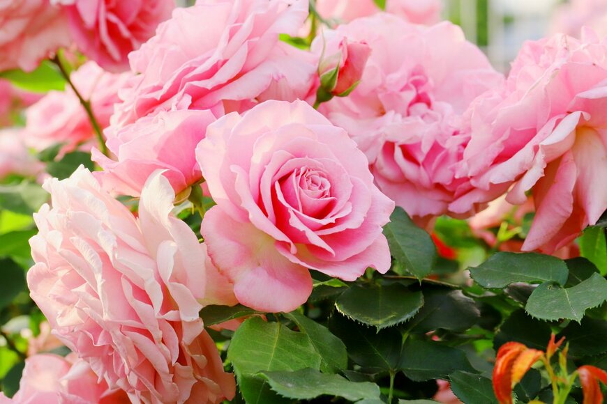 ピンクのバラの花が咲いている