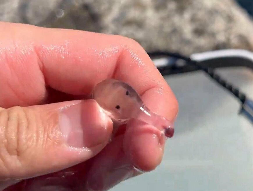 港で発見されたゾウクラゲ