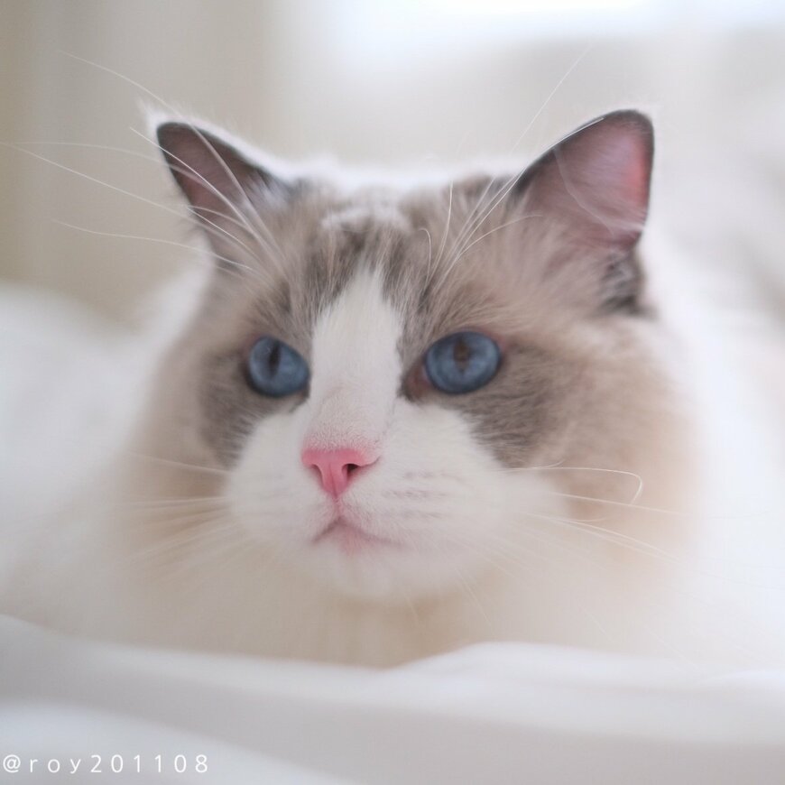 猫通常バージョン