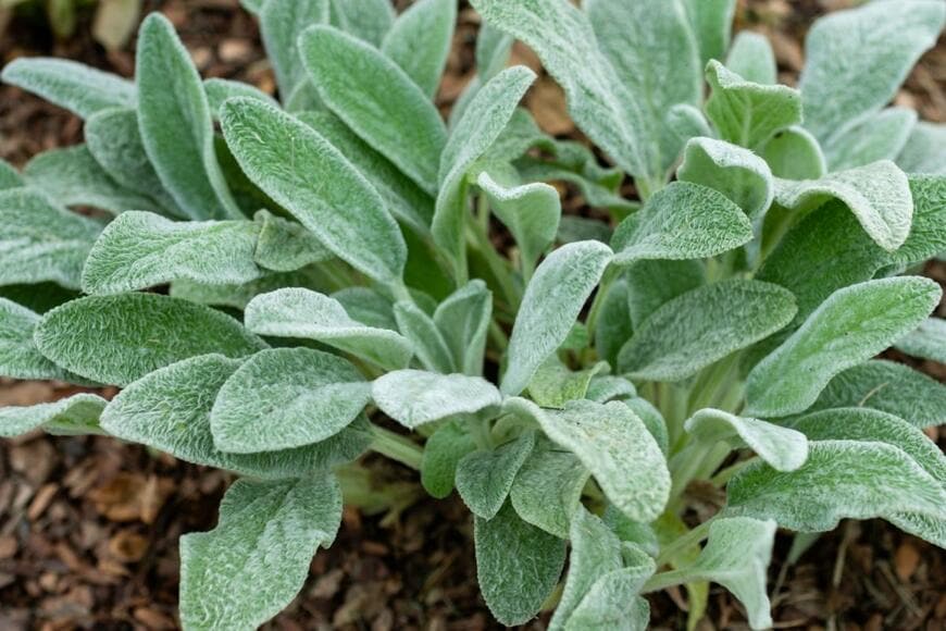 ラムズイヤーが植えられている。緑色の葉は白銀色の毛で覆われていてふんわりした手触りが伝わる。