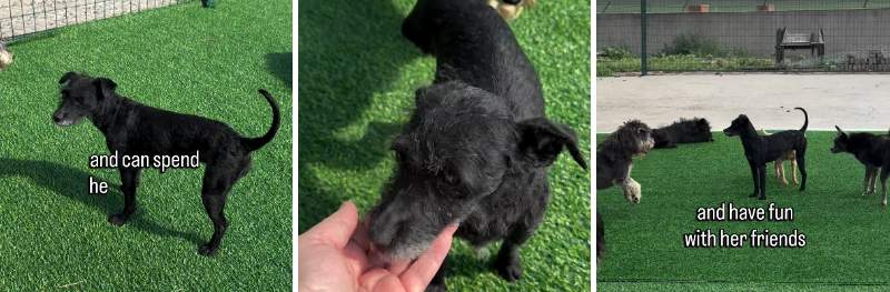 出所：<u><a href="https://www.instagram.com/p/DZHmb5-MAwn/" target="_blank">@savingharbindogs</a></u>