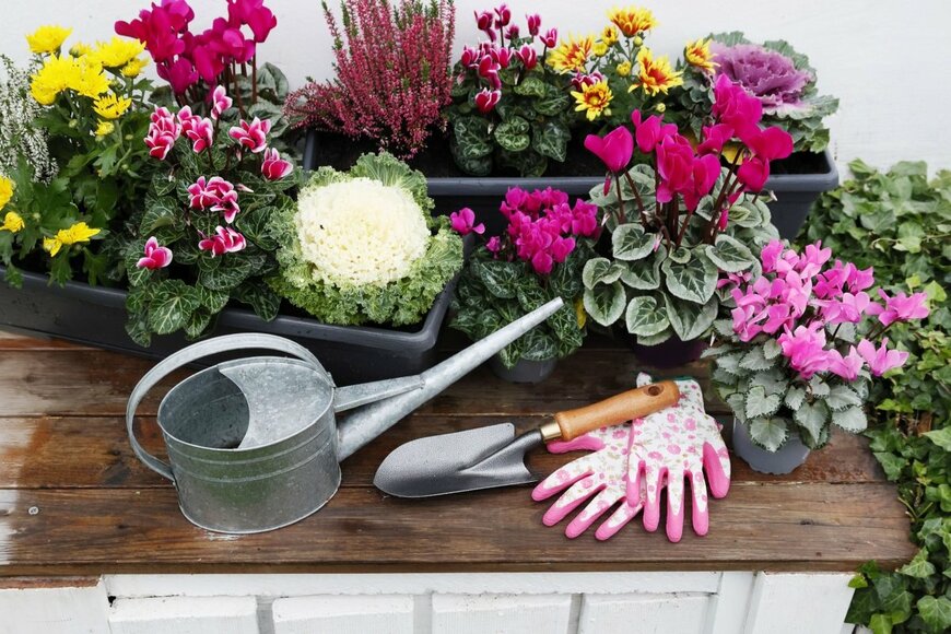 色とりどりの冬の花のポット苗と、ガーデニング用品の写真