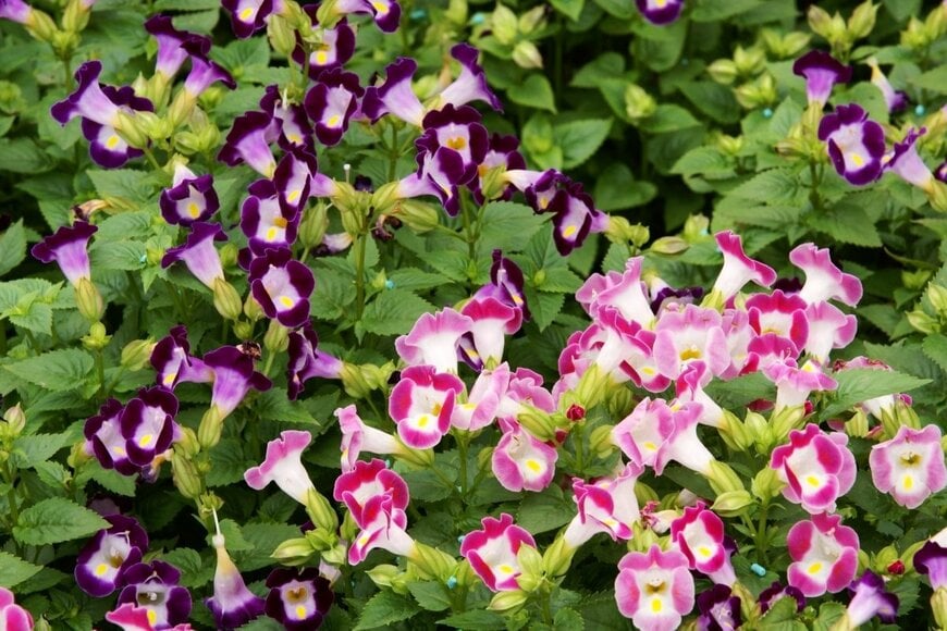 トレニアの花が咲いている。色は、ピンク、紫。