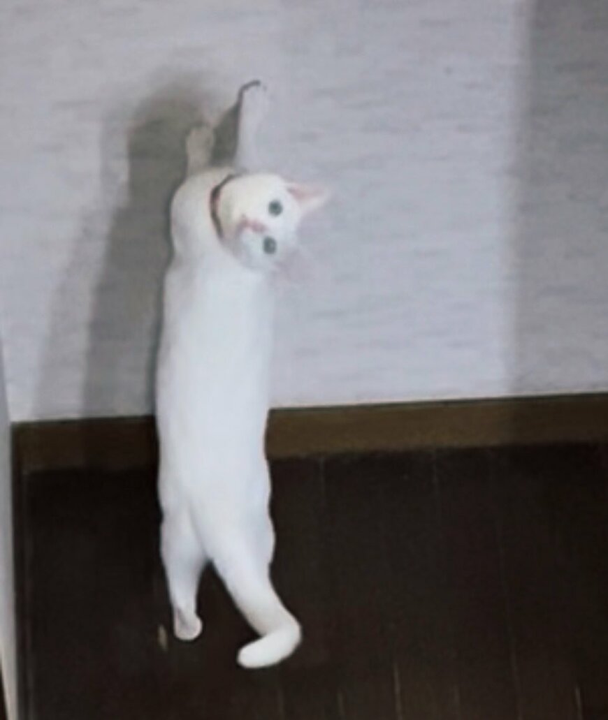 つかまりだちする猫