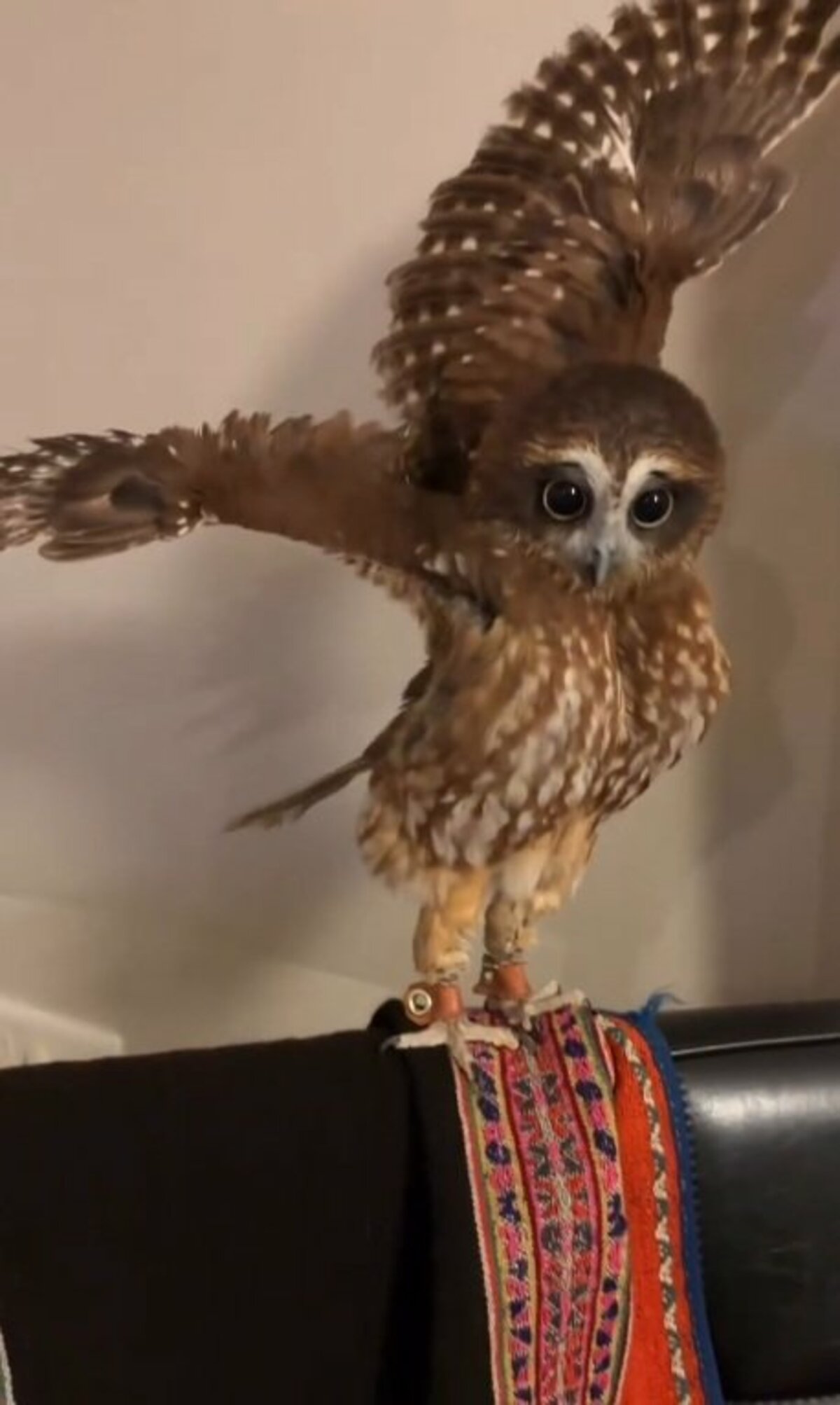 全力威嚇！】お掃除道具を天敵認定したフクロウさん まさかの行動に